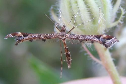 Amblyptilia acanthadactyla